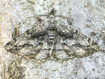 Synopsia sociaria Hb. adulte - �Christophe Germain