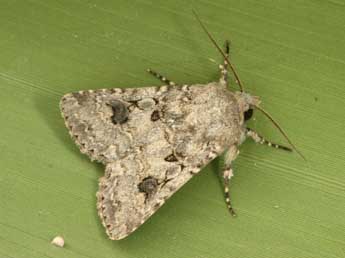 Anarta sodae Bsdv. adulte - �Daniel Morel