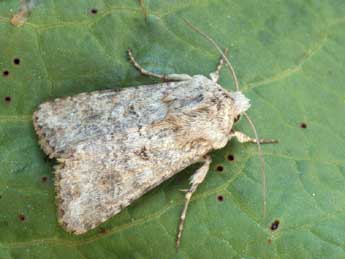 Anarta sodae Bsdv. adulte - �Daniel Morel