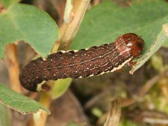  Chenille de Xylena solidaginis Hb. - �Daniel Morel