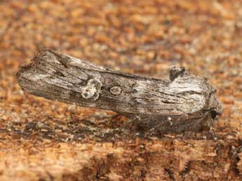 Xylena solidaginis Hb. adulte - �Daniel Morel