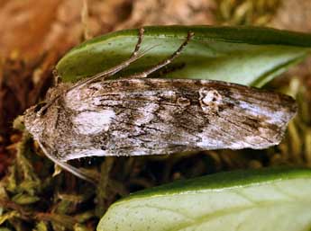 Xylena solidaginis Hb. adulte - �Daniel Morel