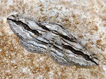 Ecleora solieraria Rbr adulte - �Daniel Morel