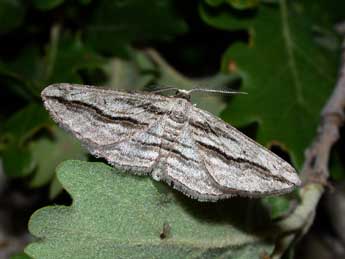 ©Philippe Mothiron. Ecleora solieraria Rbr