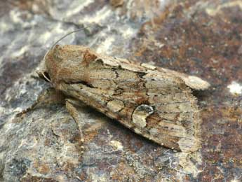 Apamea sordens Hfn. adulte - �Daniel Morel