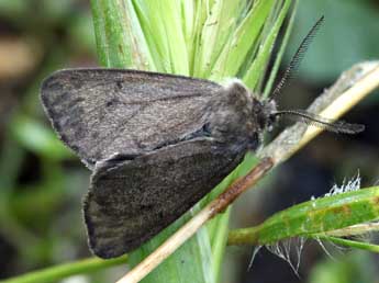 Diaphora sordida Hb. adulte - �Daniel Morel