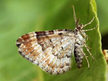 Xanthorhoe spadicearia D. & S. adulte - �Daniel Morel