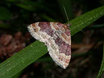 Xanthorhoe spadicearia D. & S. adulte - �Philippe Mothiron