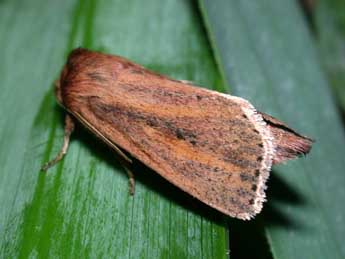 Globia sparganii Esp. adulte - �Philippe Mothiron