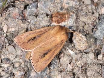 Globia sparganii Esp. adulte - �Philippe Mothiron