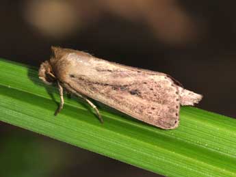 Globia sparganii Esp. adulte - �Philippe Mothiron