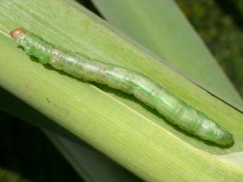  Chenille de Globia sparganii Esp. - �Serge Wambeke