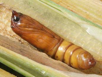  Chrysalide de Globia sparganii Esp. - �Serge Wambeke