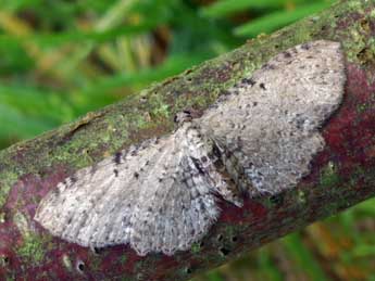 Anticollix sparsata Tr. adulte - �Daniel Morel