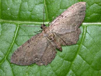 Anticollix sparsata Tr. adulte - �Philippe Mothiron