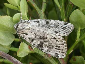 Xestia speciosa Hb. adulte - �Daniel Morel