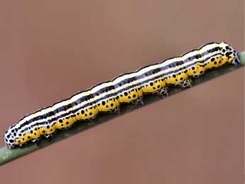  Chenille de Apopestes spectrum Esp. - �Daniel Morel