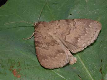 Apopestes spectrum Esp. adulte - �Philippe Mothiron