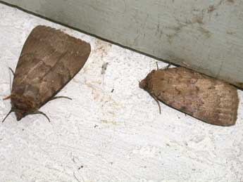 Apopestes spectrum Esp. adulte - �Philippe Mothiron