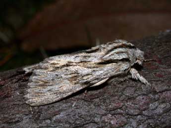 Asteroscopus sphinx Hfn. adulte - �Philippe Mothiron