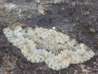 Yezognophos sproengertsi P�ng. adulte - �Daniel Morel