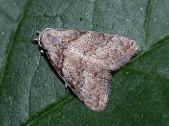 Nola squalida Stgr adulte - �Philippe Mothiron