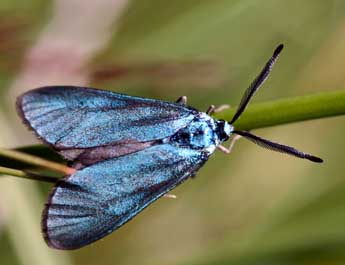 Adscita statices L. adulte - �Daniel Morel