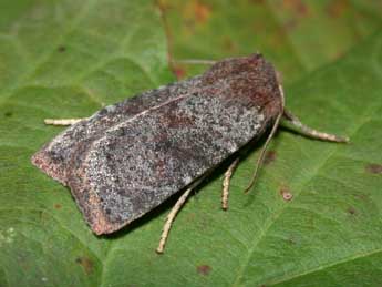 Conistra staudingeri Grasl. adulte - �Philippe Mothiron