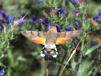 Macroglossum stellatarum L. adulte - �Philippe Mothiron