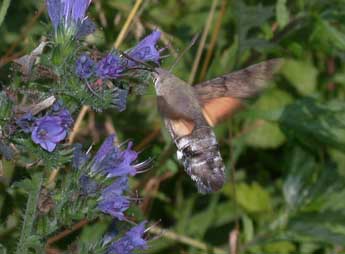 Macroglossum stellatarum L. adulte - �Philippe Mothiron