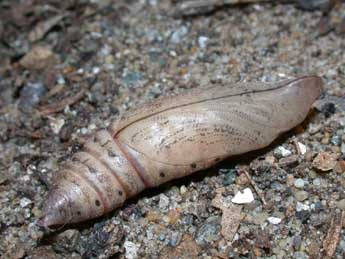  Chrysalide de Macroglossum stellatarum L. - �Philippe Mothiron