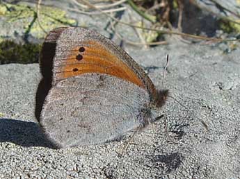 Erebia sthennyo Grasl. adulte - �J�r�me Albre