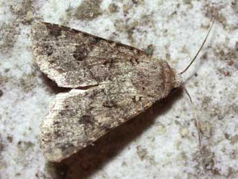 Anarta stigmosa Christoph adulte - �Herv� Guyot