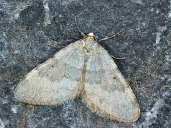 Colostygia stilpna Prout adulte - �Daniel Morel