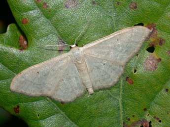 Idaea straminata Bkh. adulte - �Philippe Mothiron