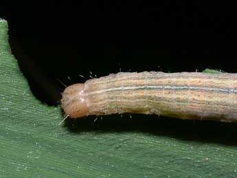  Chenille de Mythimna straminea Tr. - �Philippe Mothiron