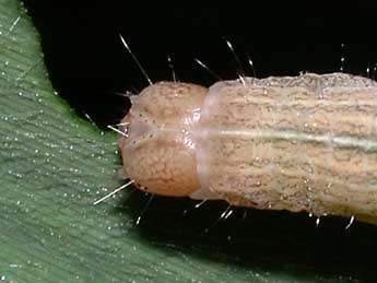  Chenille de Mythimna straminea Tr. - �Philippe Mothiron