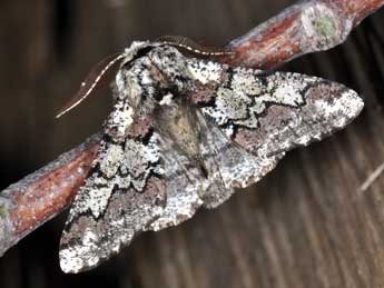 Biston strataria Hfn. adulte - �Philippe Mothiron