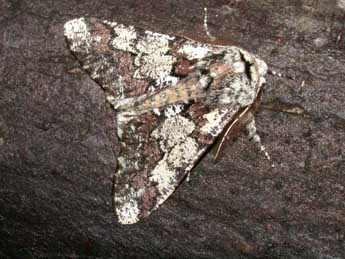 Biston strataria Hfn. adulte - �Philippe Mothiron