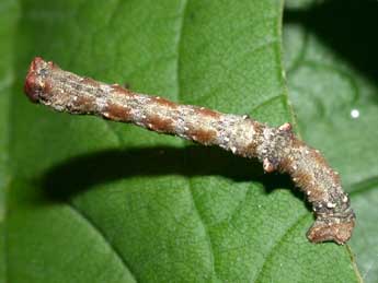  Chenille de Biston strataria Hfn. - �Philippe Mothiron