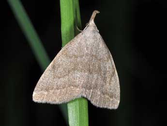 Pechipogo strigilata L. adulte - �Philippe Mothiron