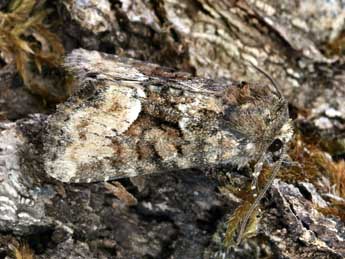 Oligia strigilis L. adulte - �Daniel Morel