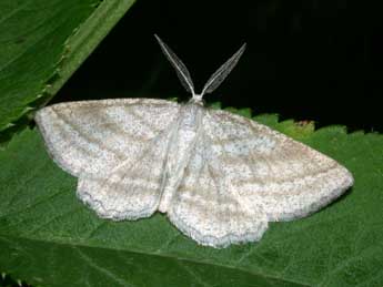 Perconia strigillaria Hb. adulte - �Philippe Mothiron