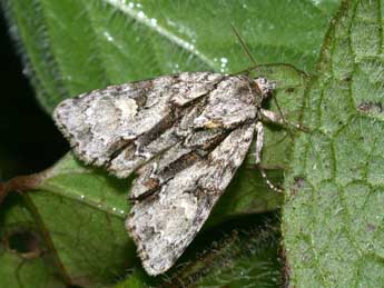 Acronicta strigosa D. & S. adulte - �Philippe Mothiron
