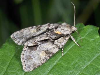 Acronicta strigosa D. & S. adulte - �Philippe Mothiron
