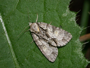 Acronicta strigosa D. & S. adulte - �Philippe Mothiron