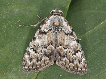 Meganola strigula D. & S. adulte - �Daniel Morel