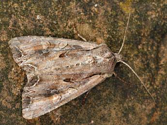 Lacanobia suasa D. & S. adulte - �Daniel Morel