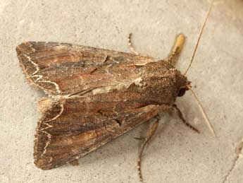 Lacanobia suasa D. & S. adulte - �Daniel Morel