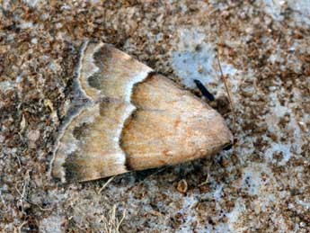 Odice suava Hb. adulte - �Daniel Morel